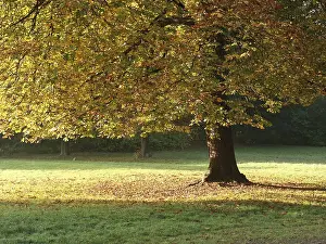 Autumnal Landscape Photography Prints: Fall atmosphere