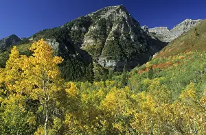 Deciduous Forest Landscape Prints: Fall coloured forest in the Wasatch Range