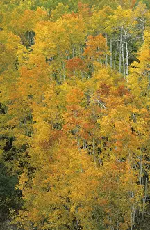 Deciduous Forest Landscape Prints: Fall coloured forest in the Wasatch Range