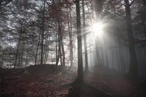 Central Europe Autumn Mood Prints: Fall image with a shadowed forest