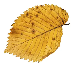 Ornamental Plant Decoration Prints: Fallen leaf of elm tree isolated on white background