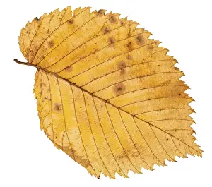Isolated Elm Tree Leaf Prints: Back side of fallen leaf of elm tree isolated on white background