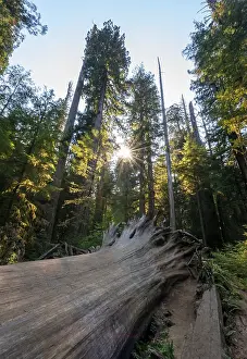 Dense Vegetation Prints: Fallen sequoia (Sequoia sempervirens)