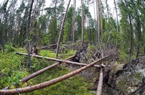 Russian Nature Photography Prints: Fallen trees in the forest