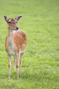 Wildlife Portrait Photography Prints: Fallow deer in a clearing