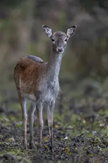 European Fallow Deer Prints: A fallow deer (Dama dama)