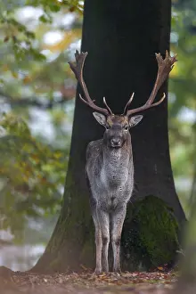 Fallow Deer Behavior Prints: A fallow deer (Dama dama) in the beech forest