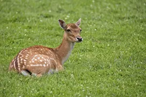 Forest Glade Wildlife Scene Prints: Fallow deer resting in a clearing