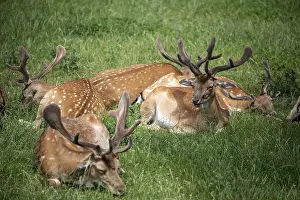 Northern Germany Animals Prints: Fallow deer, Tierpark Ivenack, Ivenacker Eichen