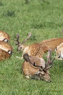 Northern Germany Animals Prints: Fallow deer, Tierpark Ivenack, Ivenacker Eichen