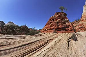 Sandstone Landscape Prints: The famous jumping treejerki tree