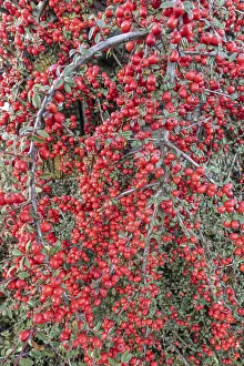 North German Nature Scenes Prints: Fan-shaped cotoneaster (Cotoneaster horizontalis)