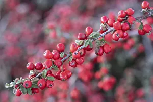 North German Nature Scenes Prints: Fan-shaped cotoneaster (Cotoneaster horizontalis)