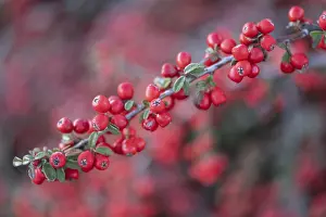 Emsland Nature Scenes Prints: Fan-shaped cotoneaster (Cotoneaster horizontalis)