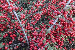 European Shrubs Prints: Fan-shaped cotoneaster (Cotoneaster horizontalis)