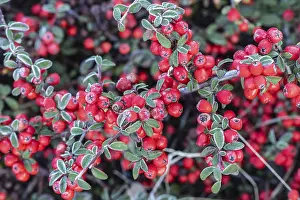 Northern Germany Botanicals Prints: Fan-shaped cotoneaster (Cotoneaster horizontalis)