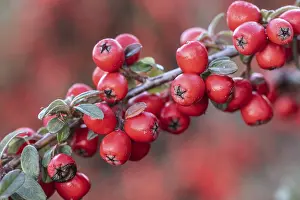 European Shrubs Prints: Fan-shaped cotoneaster (Cotoneaster horizontalis)
