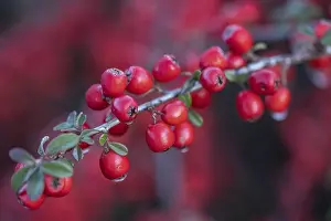Deserted Germany Landscape Prints: Fan-shaped cotoneaster (Cotoneaster horizontalis)