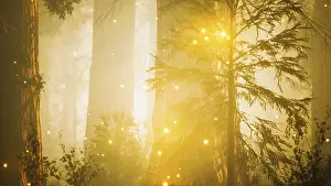 Prints of Fantasy firefly lights in the magical forest Firefly Prints: Fantasy Firefly Lights Print in Magical Forest