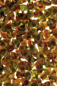 Colorful Pasta Prints: Farfalle