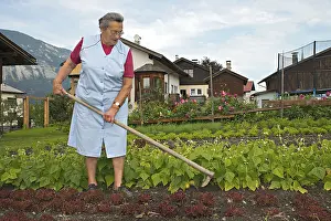 Vegetable Garden Prints: Farmer working on the farm, weeding the vegetable patch