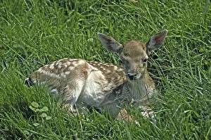 Western Roe Deer Habitat Prints: Fawn, roe, deer