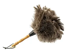 Light Colored Background Prints: A feather duster in front of a white background