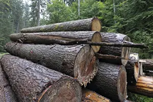 Forest Management Practices Prints: Felled tree trunks