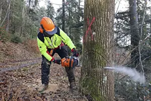 Tree Felling Prints: Felling a tree