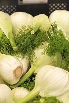 Indian Spice Prints: Fennel