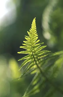 Summer Nature Photography Prints: Fern