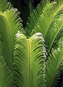 Open Air Vegetation Photos Prints: Fern