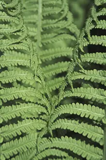 Green Leaf Structure Prints: Fern