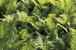 Multi Colored Plants Prints: Fern