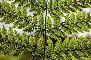 Botany Photography Prints: Fern