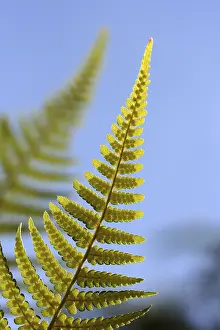 Out Of Focus Nature Shots Prints: Fern