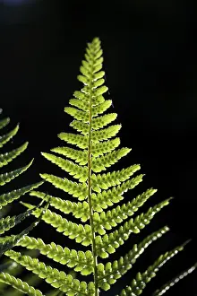 Backlit Fern Prints: Fern frond in backlight