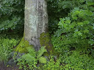 North Rhine Westphalia Plants Prints: A fern grows at the foot of a beech tree