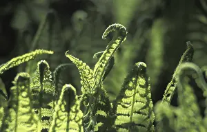 Spring Nature Photography Prints: Fern leaf