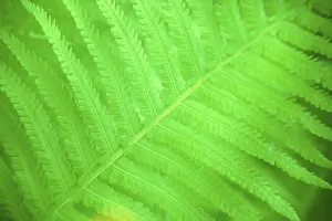 Spring Nature Prints: Fern leaf