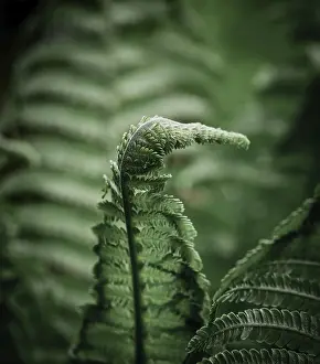 Framed Print : Fern Leaf Print Framed Print : Fern Leaf Print