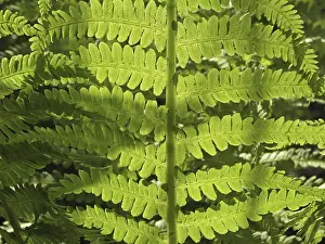 Nature Plant Photography Prints: Fern leaf in light