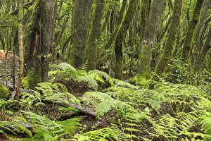 Canary Islands Nature Reserve Prints: Ferns in the cloud forest, laurel forest