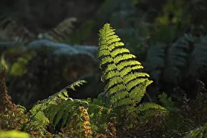 Nature Plant Life Prints: Ferns against the light