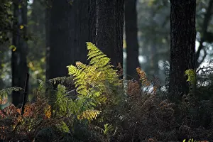 Deserted Outdoor Scenes Prints: Ferns against the light