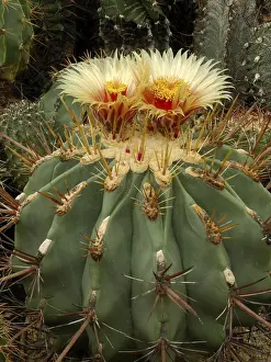 Ornamental Cacti Prints: Ferocactus emoryi ssp. rectispinus