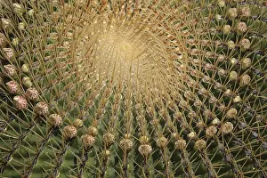 Prickly Cactus Plant Prints: Ferocactus histrix