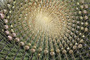 Prickly Plant Prints: Ferocactus histrix