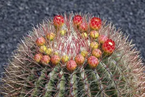 Prickly Cactus Plant Prints: Ferocactus histrix