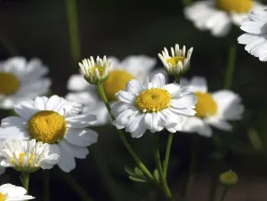 Deserted Open Air Blooms Prints: Feverfew